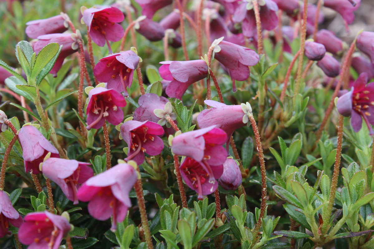 R. campylogynum Myrtilloides Group AGM